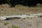 DSC_4184.JPG (339064 bytes)