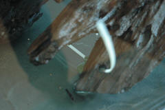 DSC_7497.JPG (250052 bytes)